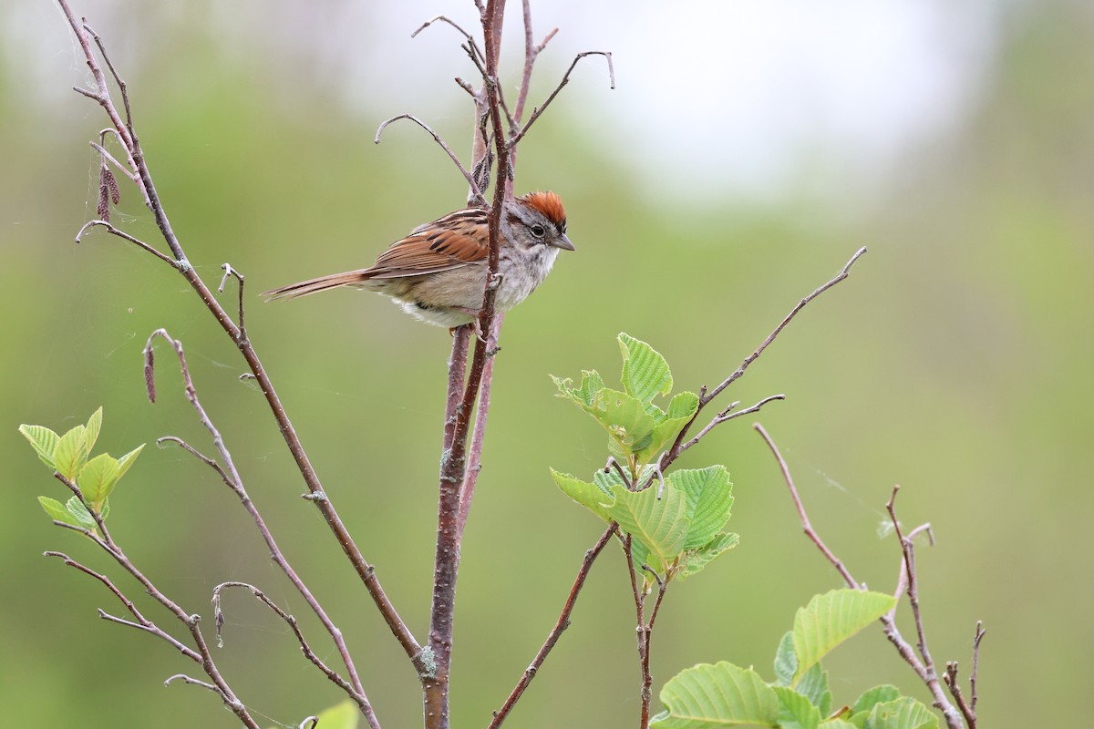 Swamp Sparrow - ML620568620