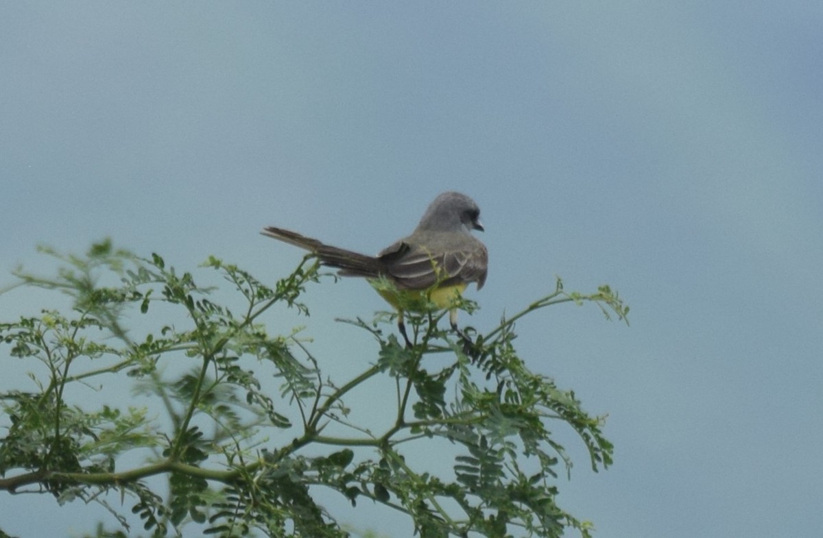 Tropical Kingbird - ML620568622