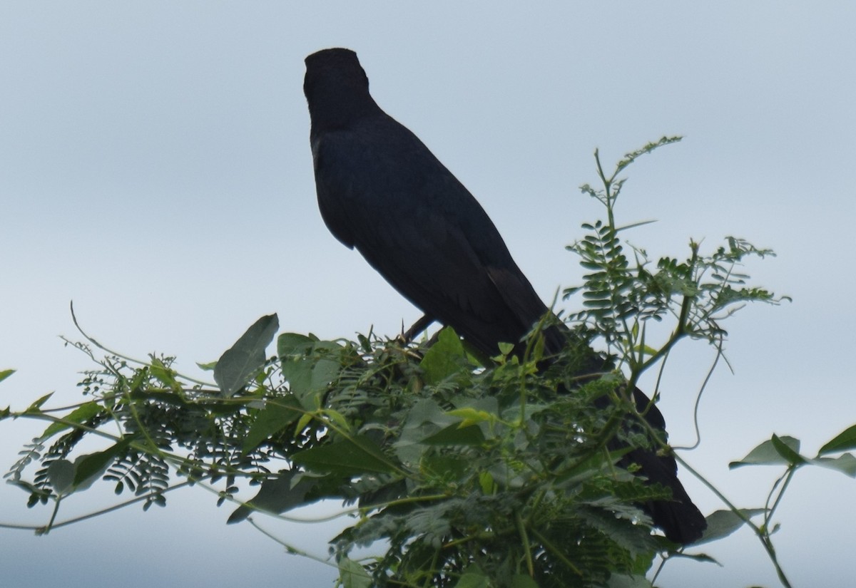Great-tailed Grackle - ML620568629