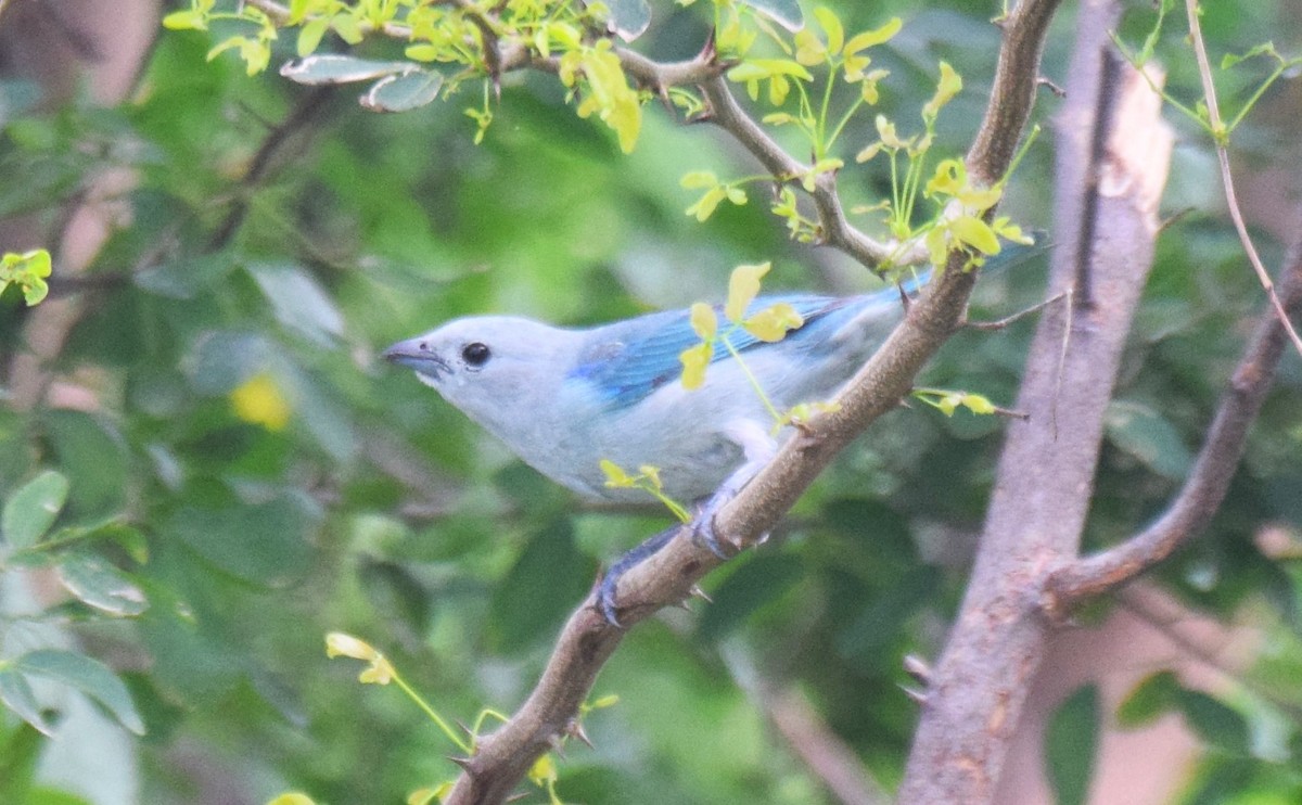 Blue-gray Tanager - ML620568630