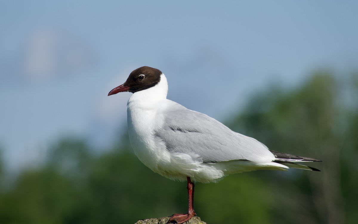 Mouette rieuse - ML620568664