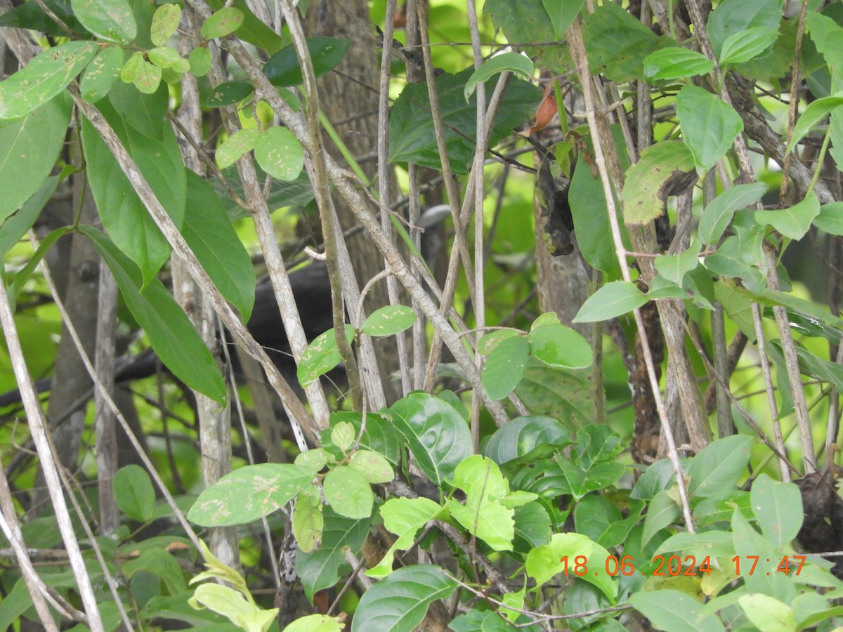 Blue-faced Malkoha - ML620568666