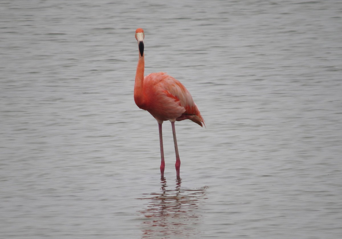 American Flamingo - "Chia" Cory Chiappone ⚡️