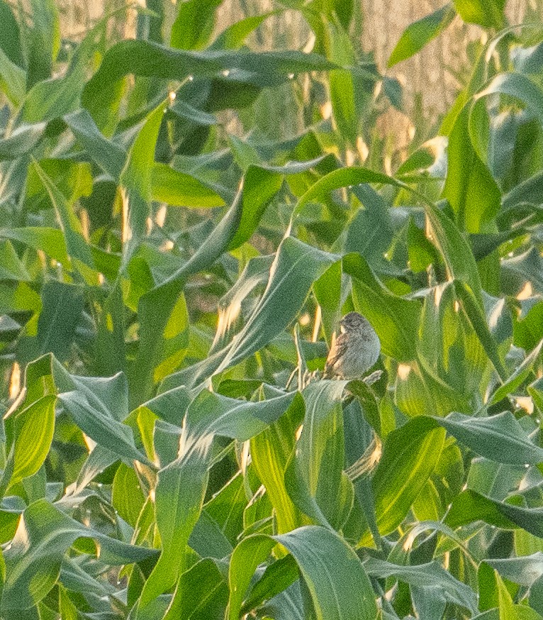 Vesper Sparrow - ML620568684