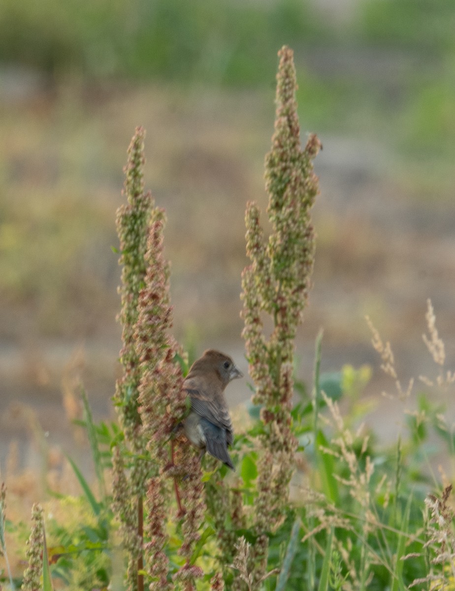 Blue Grosbeak - Brian Zylich