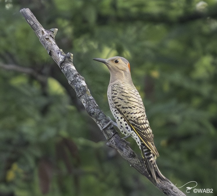 Northern Flicker - ML620568706