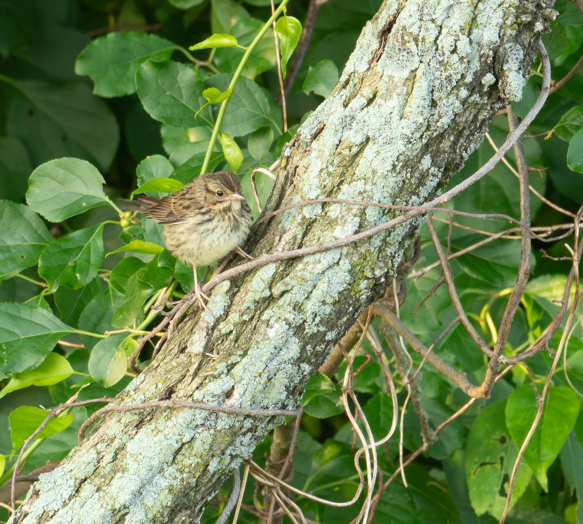 Song Sparrow - ML620568710