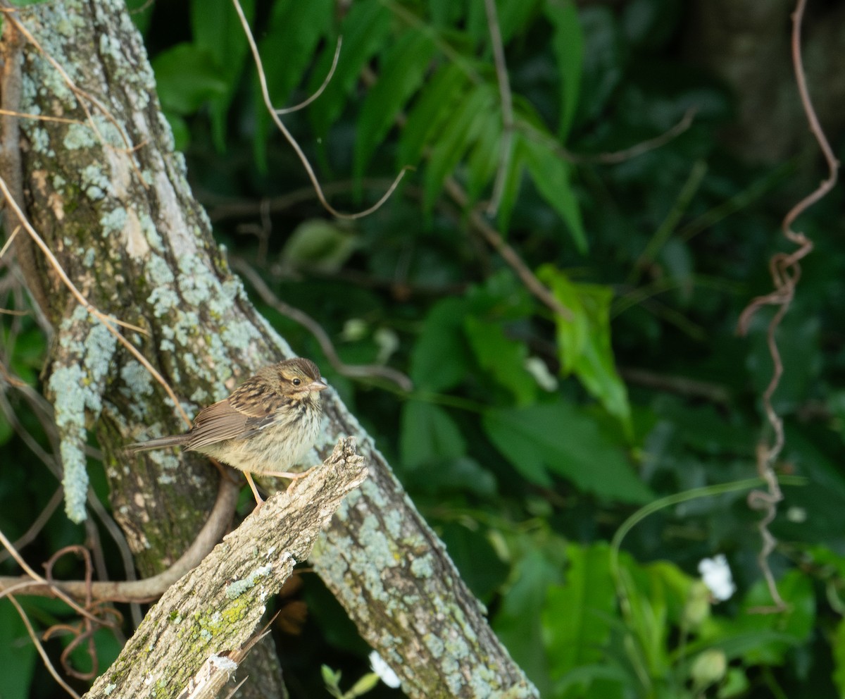 Song Sparrow - ML620568711