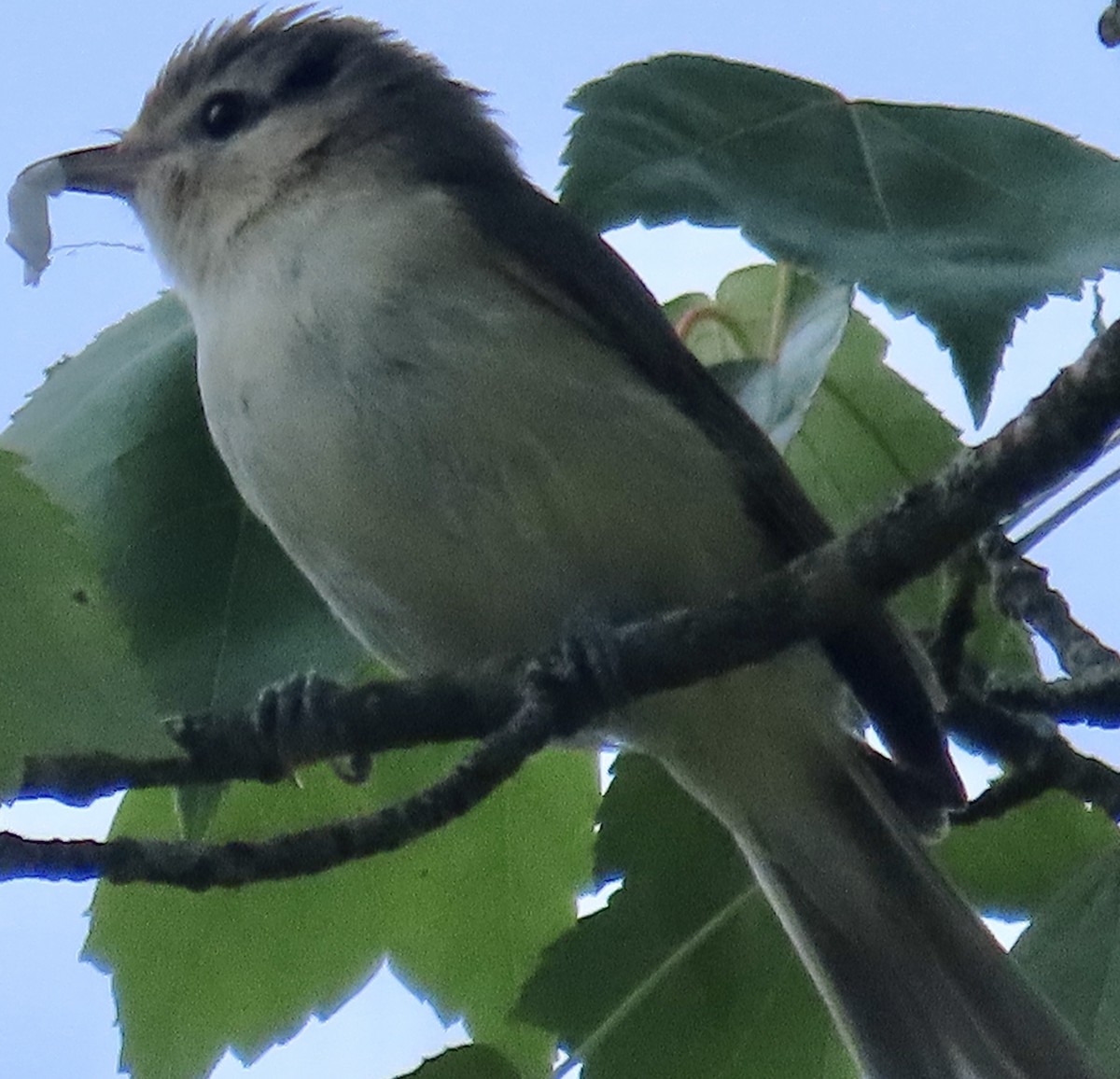 Warbling Vireo - Mark Domincovich