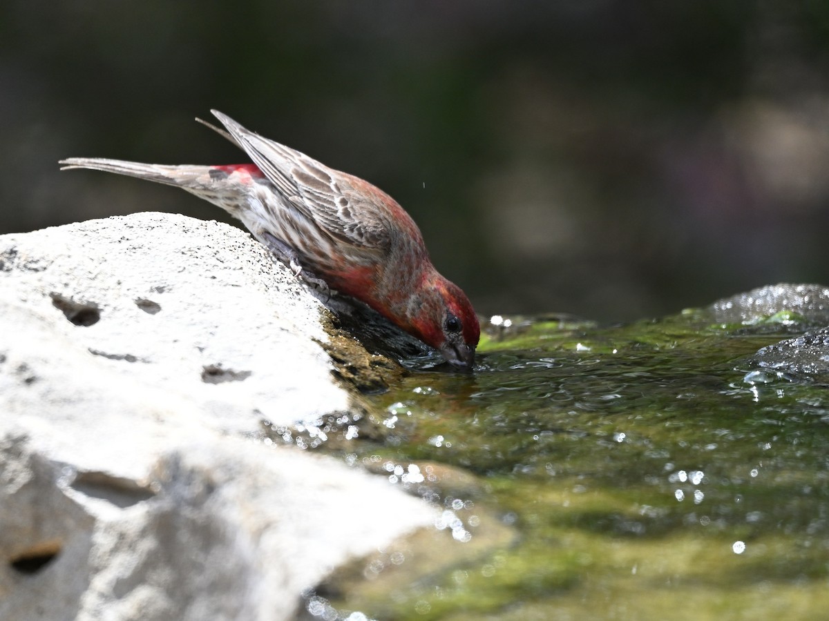 House Finch - ML620568715