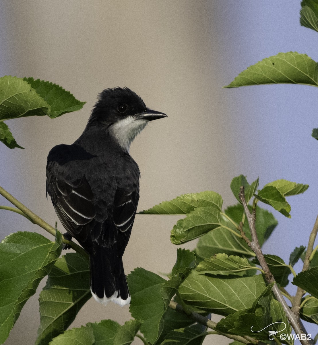 Eastern Kingbird - ML620568716