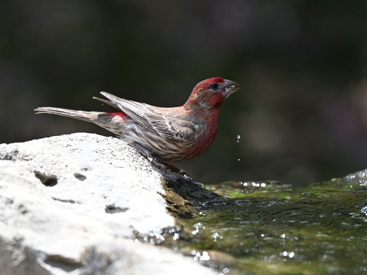 House Finch - ML620568723