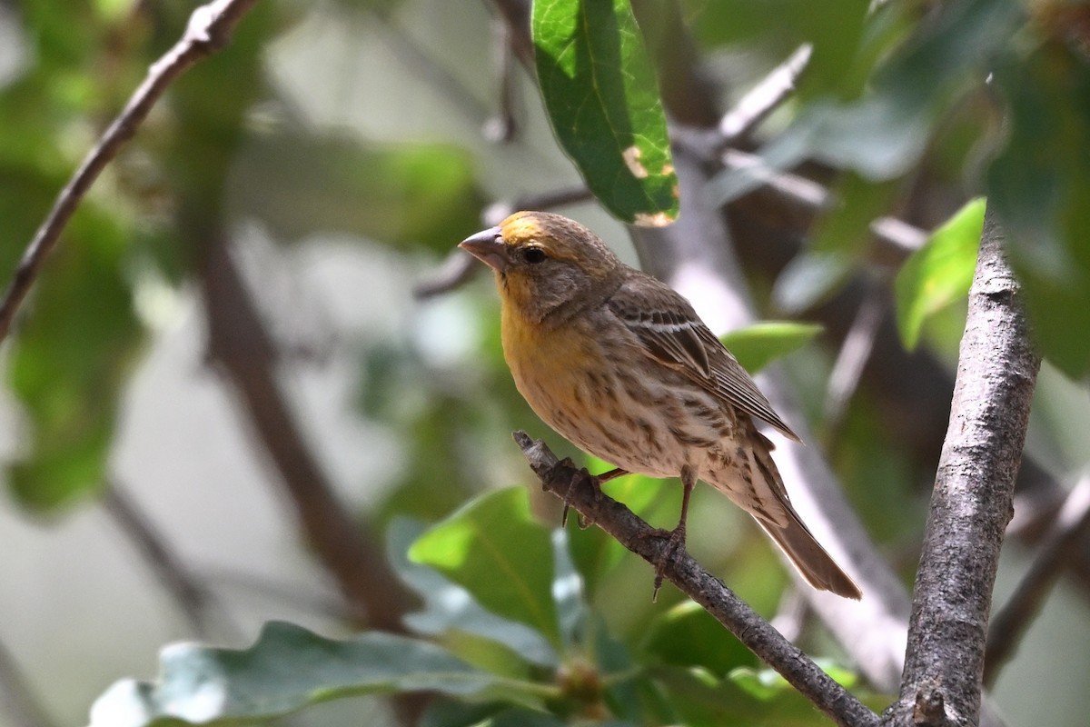 House Finch - ML620568725