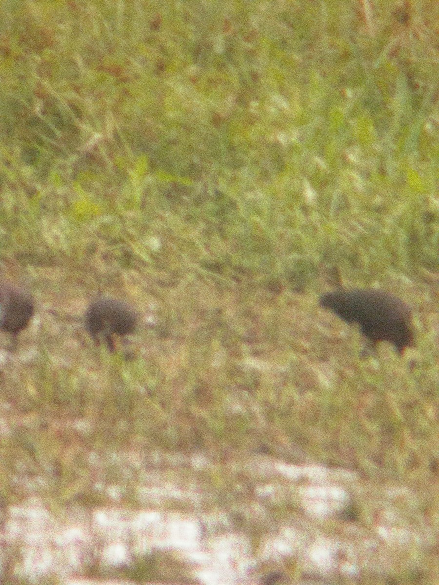 Ibis falcinelle ou I. à face blanche - ML620568726