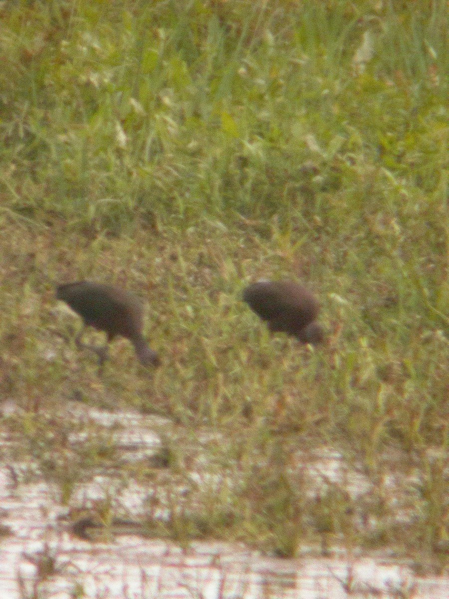 Glossy/White-faced Ibis - ML620568728