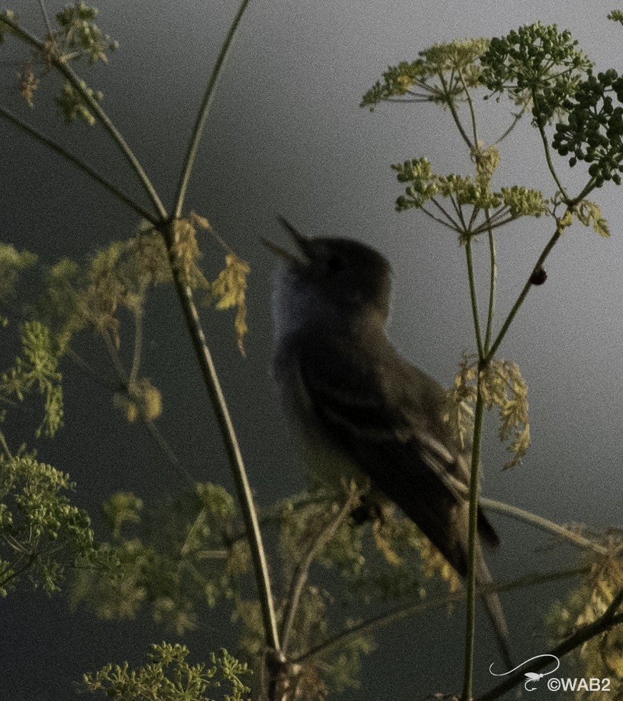 Willow Flycatcher - William Blodgett Jr.