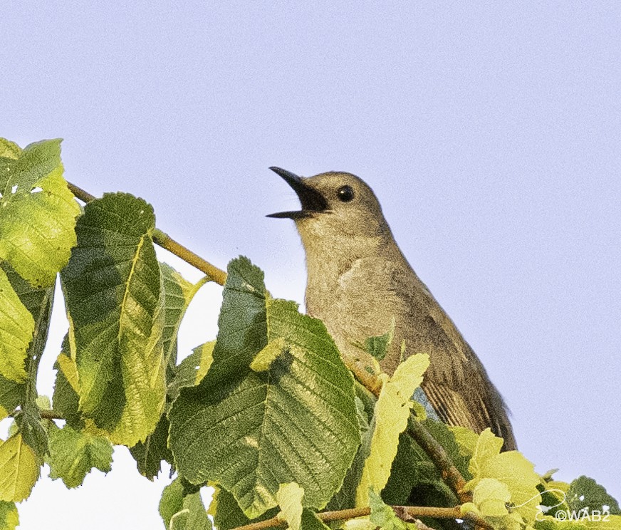 Кошачий пересмешник - ML620568737