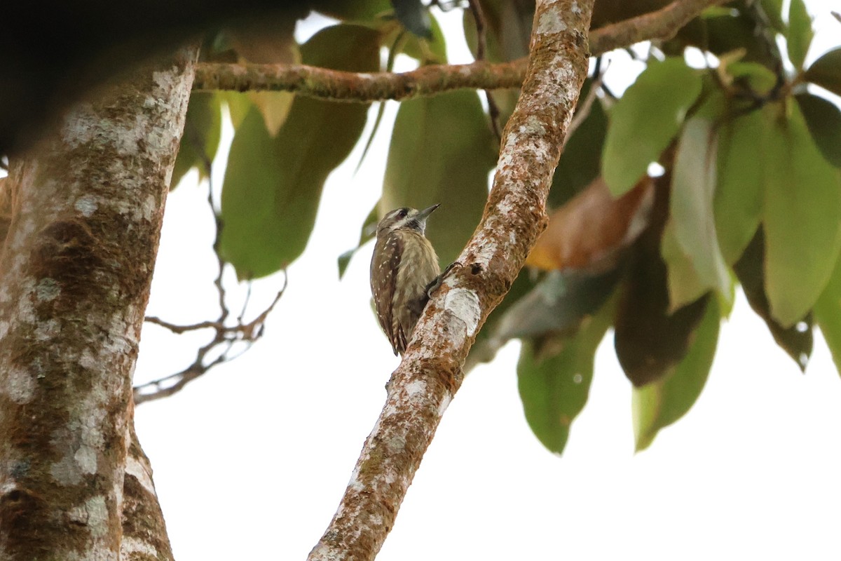 Sulawesi Pygmy Woodpecker - ML620568738