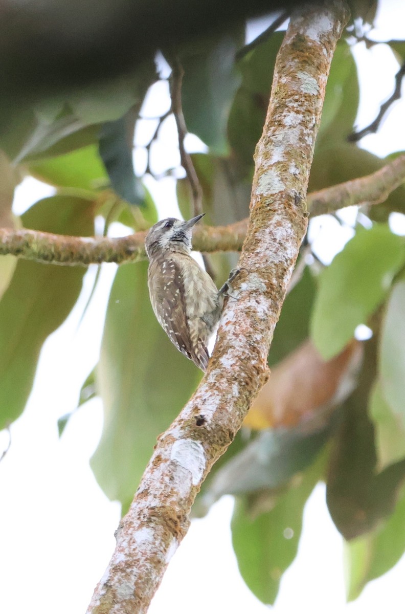 Sulawesi Pygmy Woodpecker - ML620568739