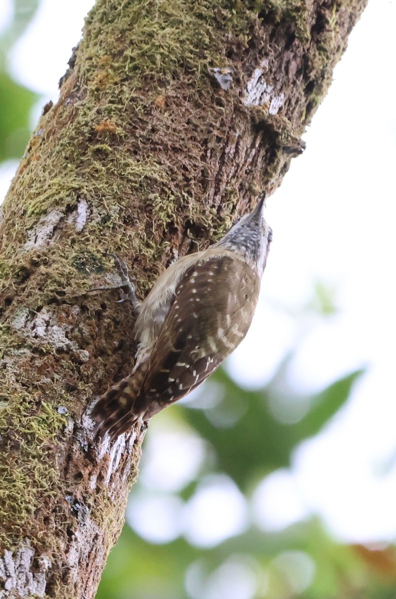 Sulawesi Pygmy Woodpecker - ML620568740