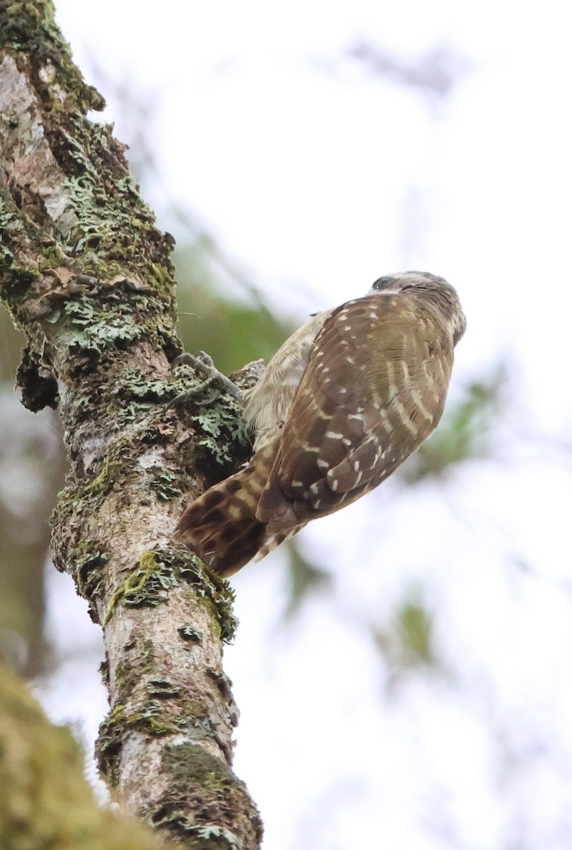 Sulawesi Pygmy Woodpecker - ML620568741