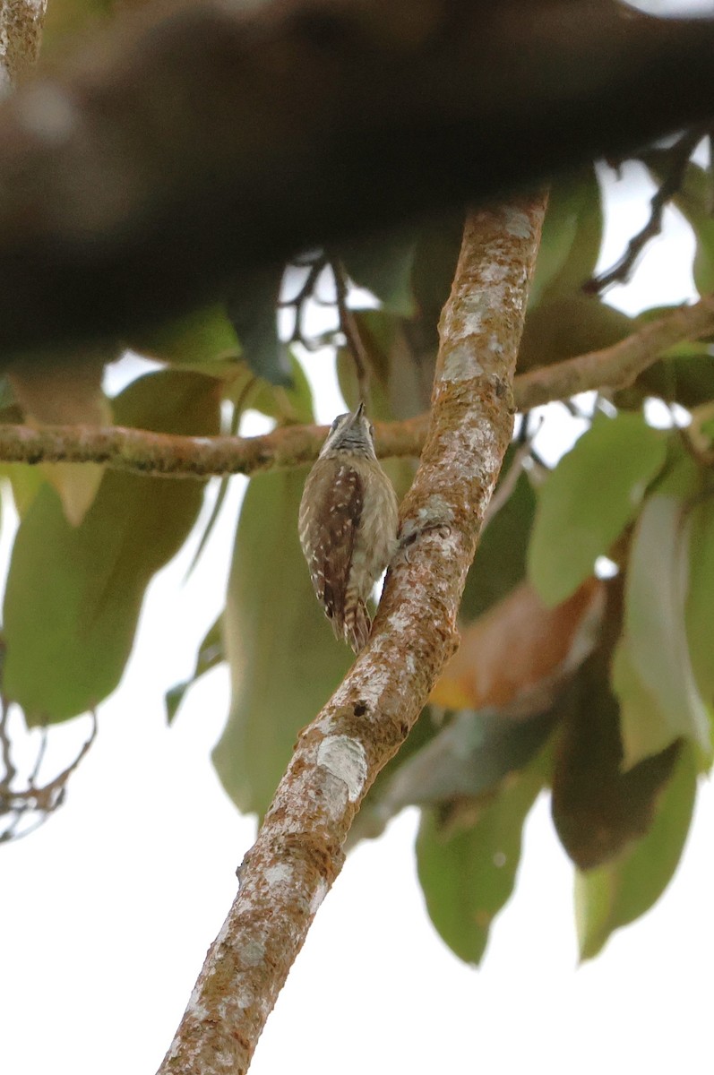 Sulawesi Pygmy Woodpecker - ML620568743