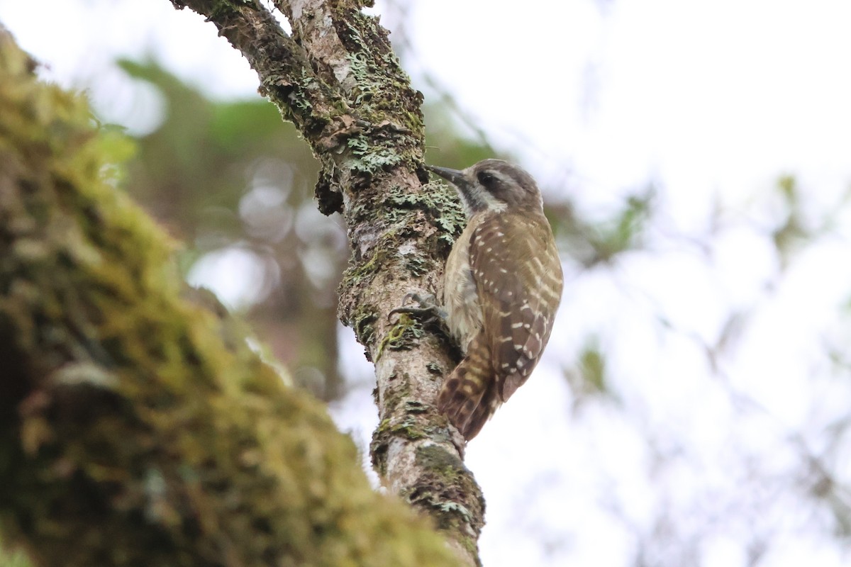Sulawesi Pygmy Woodpecker - ML620568744