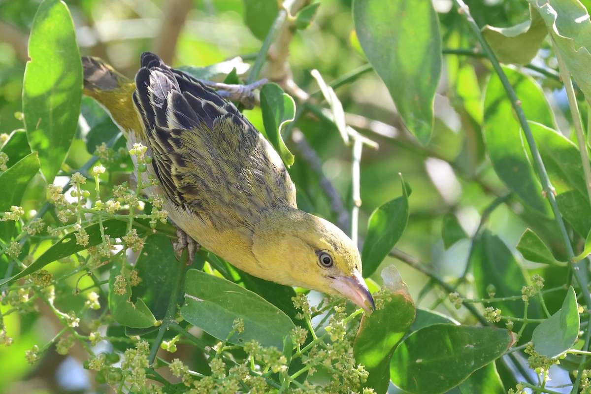 Lesser Masked-Weaver - ML620568756