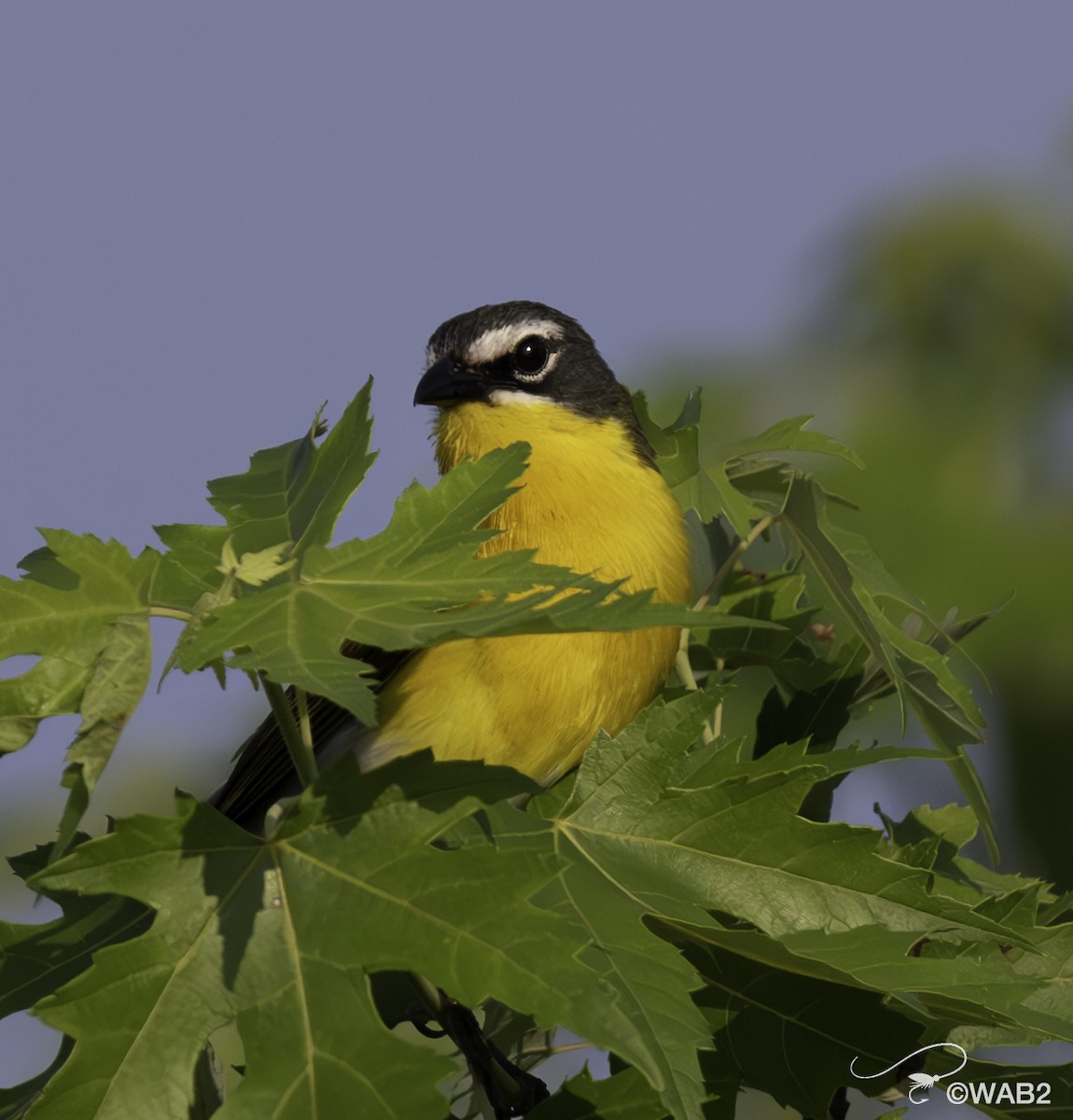 Yellow-breasted Chat - ML620568769