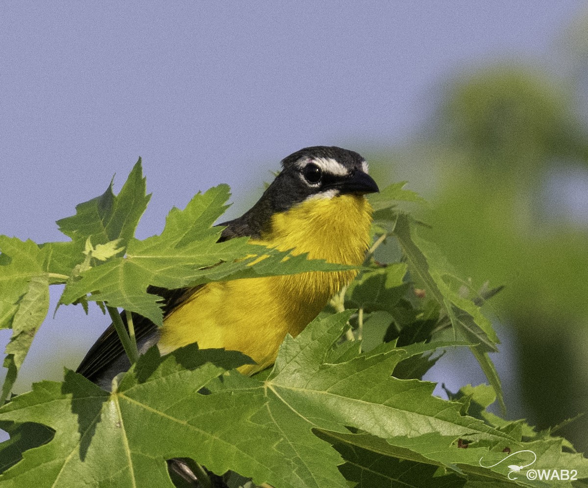 Yellow-breasted Chat - ML620568770
