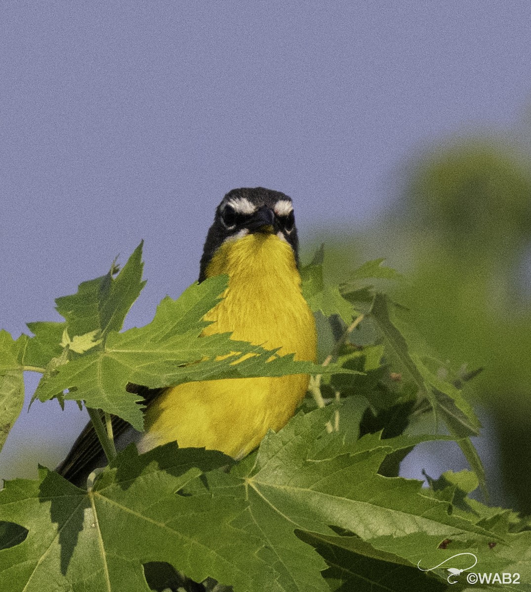 Yellow-breasted Chat - William Blodgett Jr.