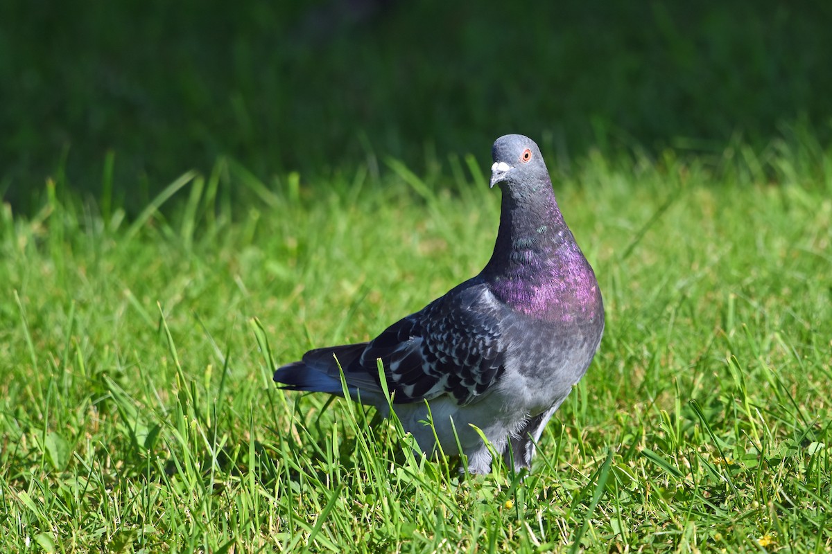 Rock Pigeon (Feral Pigeon) - ML620568777