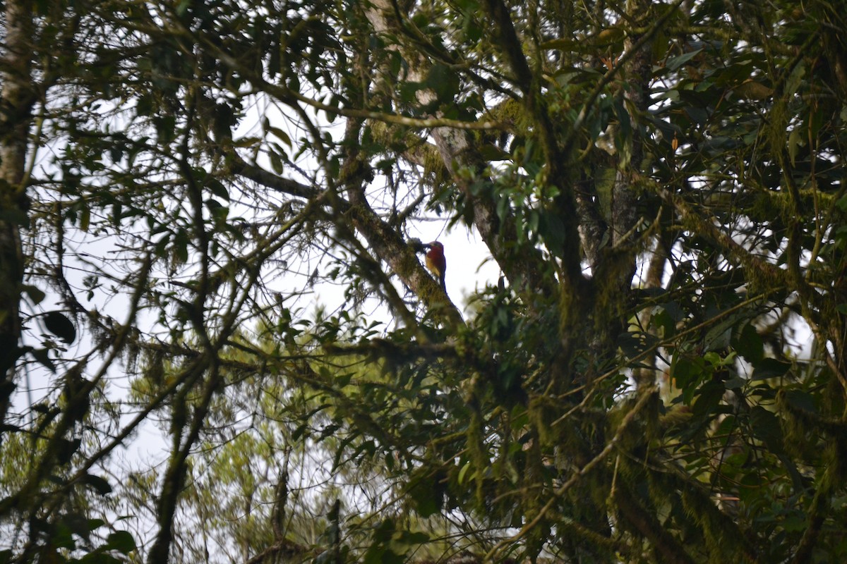 Crimson-mantled Woodpecker - ML620568856