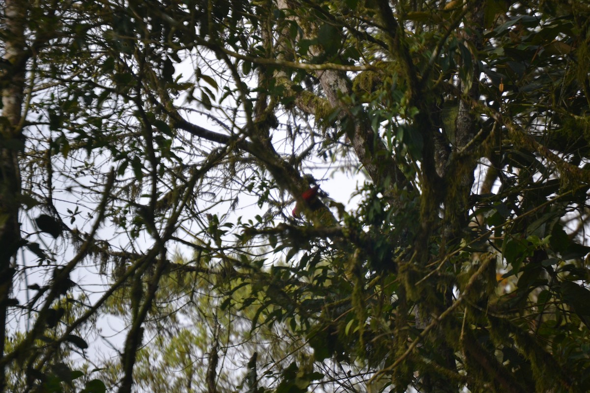 Crimson-mantled Woodpecker - ML620568858