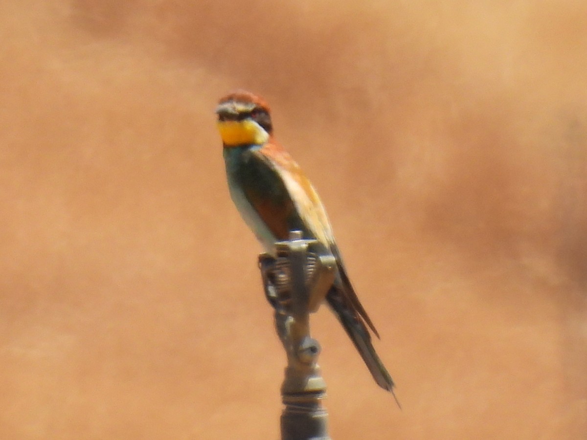 European Bee-eater - ML620568860