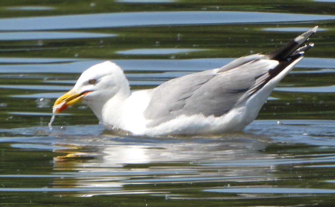 Yellow-legged Gull - ML620568875