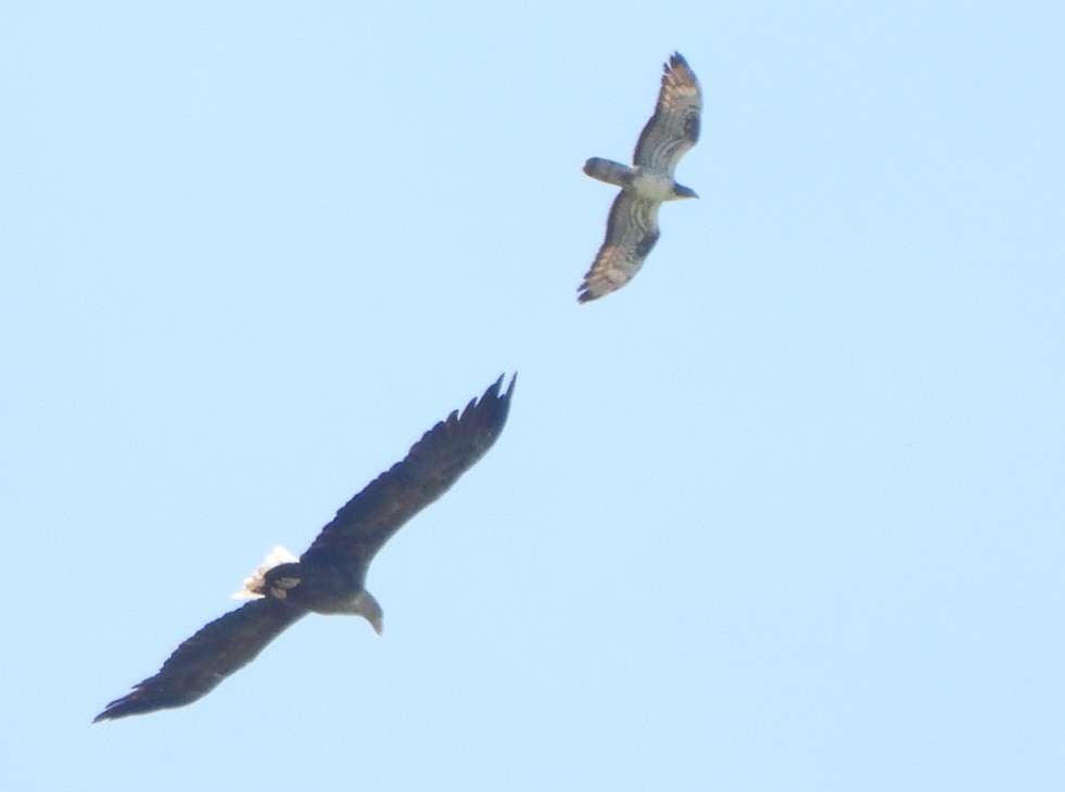 European Honey-buzzard - ML620568898