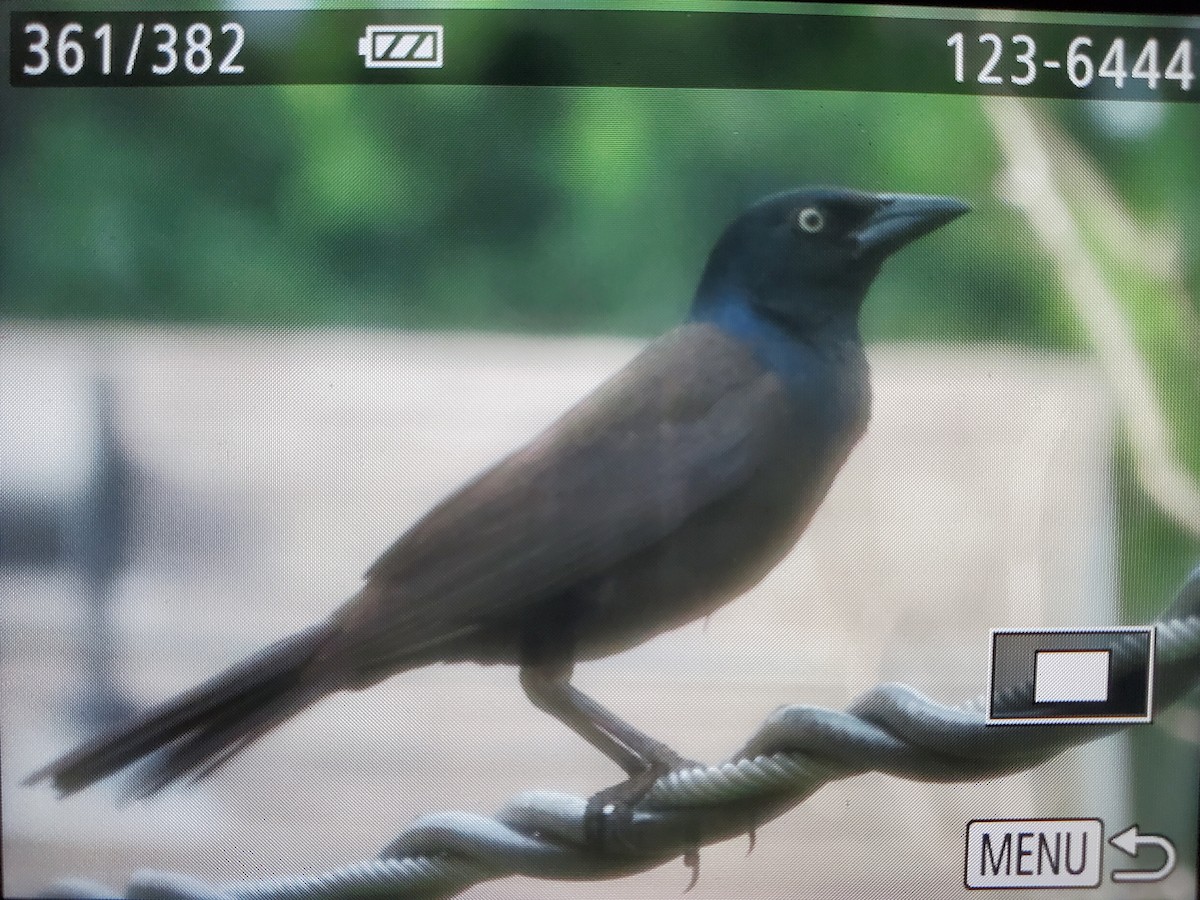 Common Grackle (Bronzed) - ML620568903