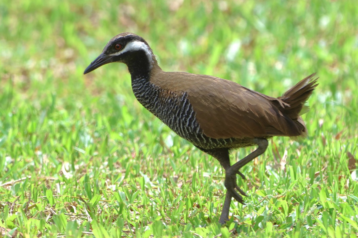 Barred Rail - ML620568904