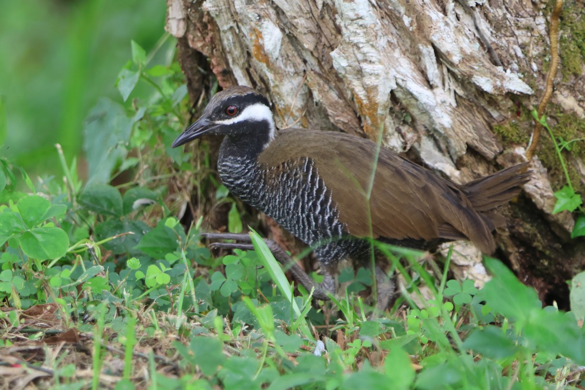 Barred Rail - ML620568906