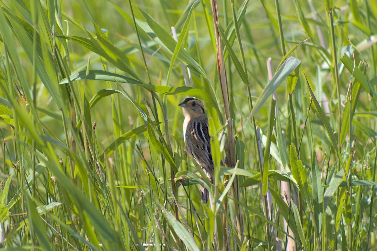 Nelson's Sparrow - ML620568908