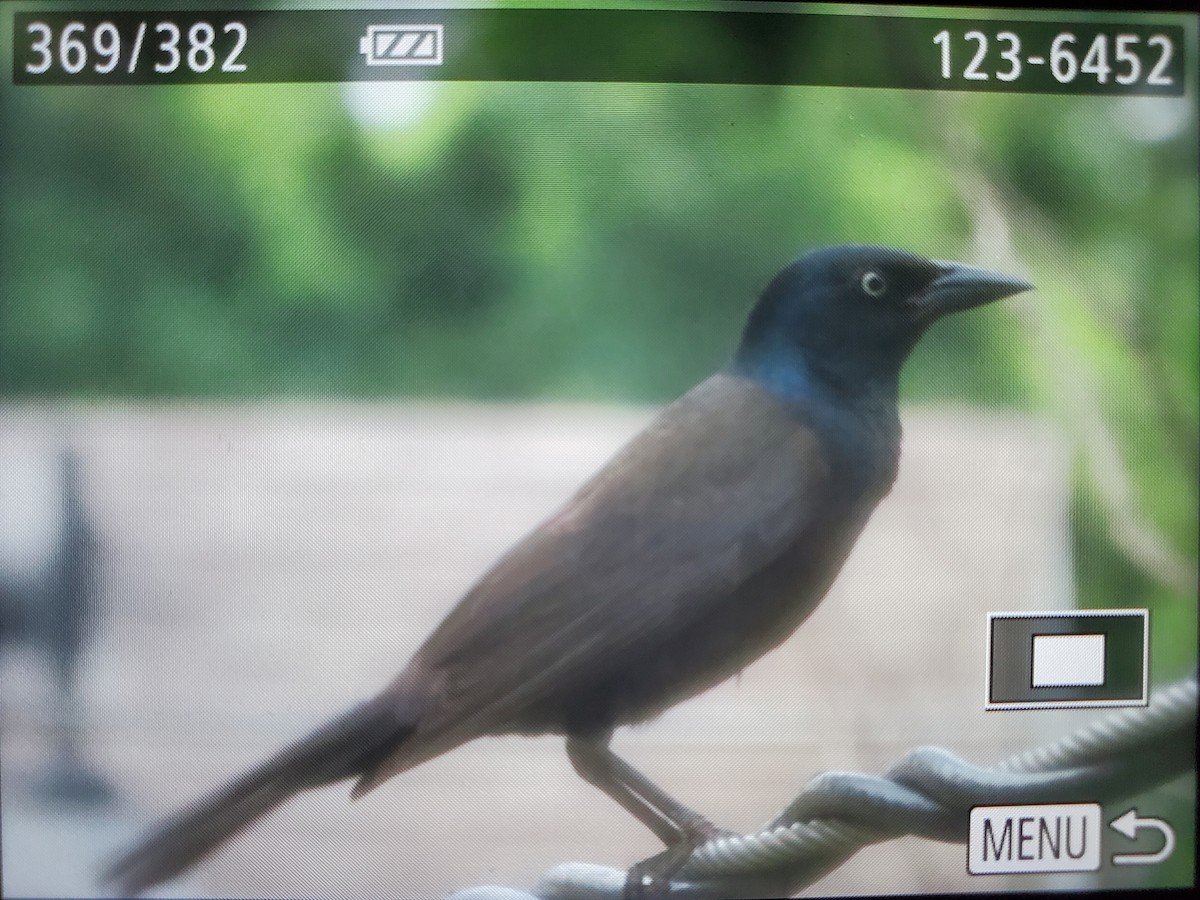 Common Grackle (Bronzed) - ML620568909