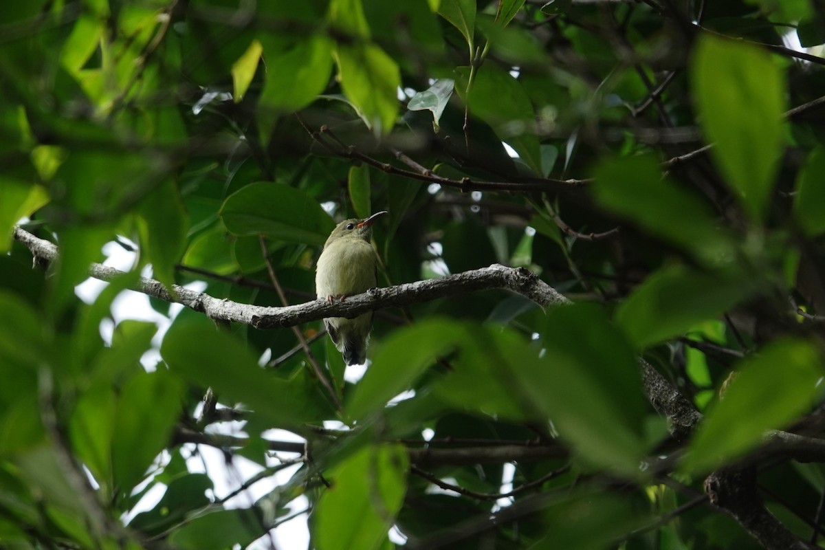 Fork-tailed Sunbird (Fork-tailed) - ML620568947