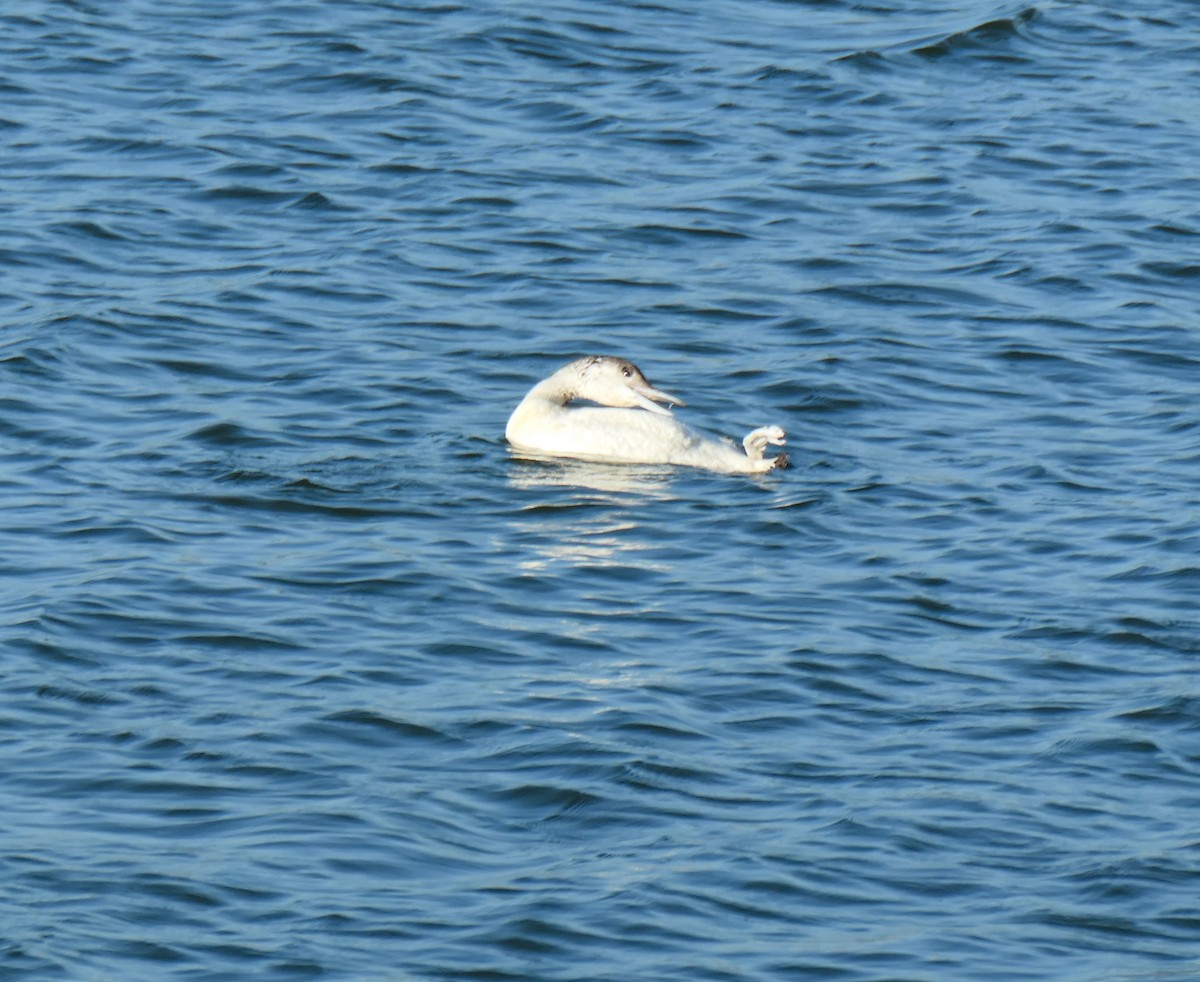 Common Loon - ML620568975