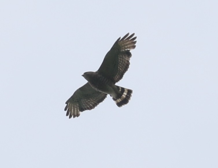 Broad-winged Hawk - ML620568988