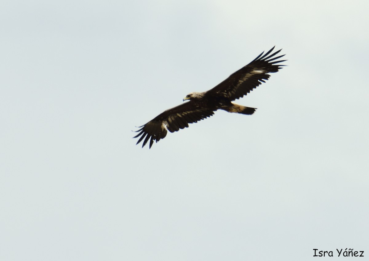 Golden Eagle - Isra Yáñez