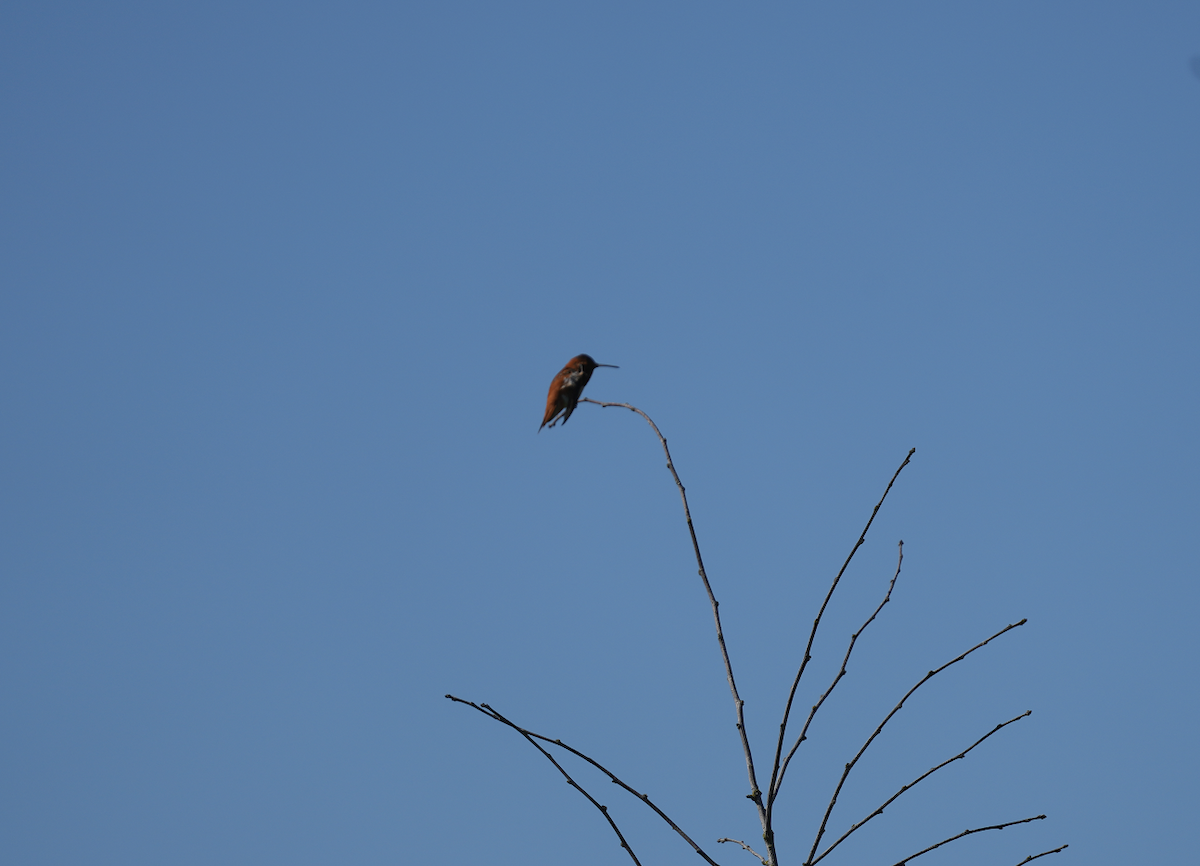 Rufous Hummingbird - ML620569012
