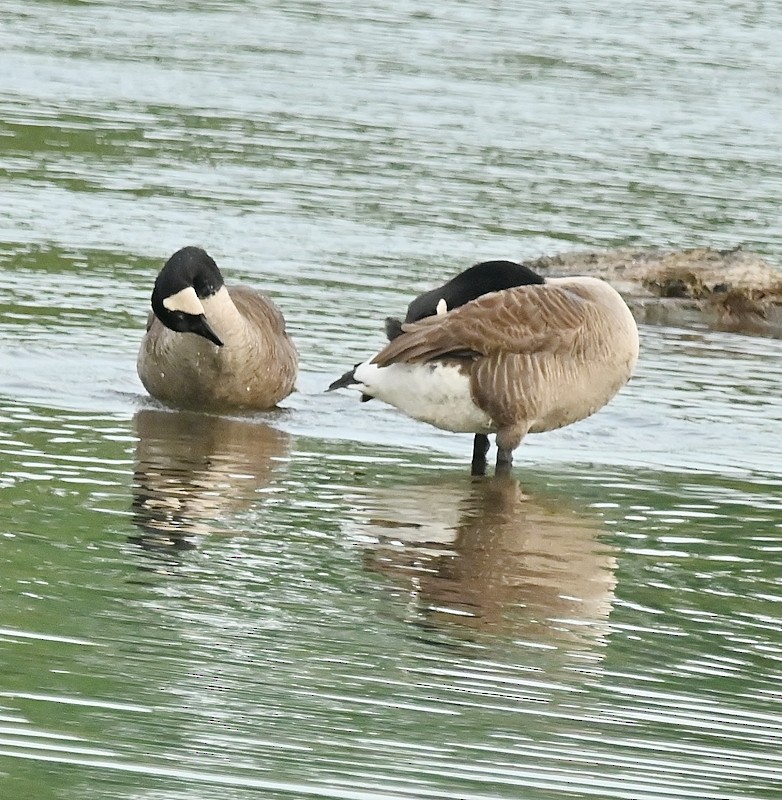 Canada Goose - ML620569018