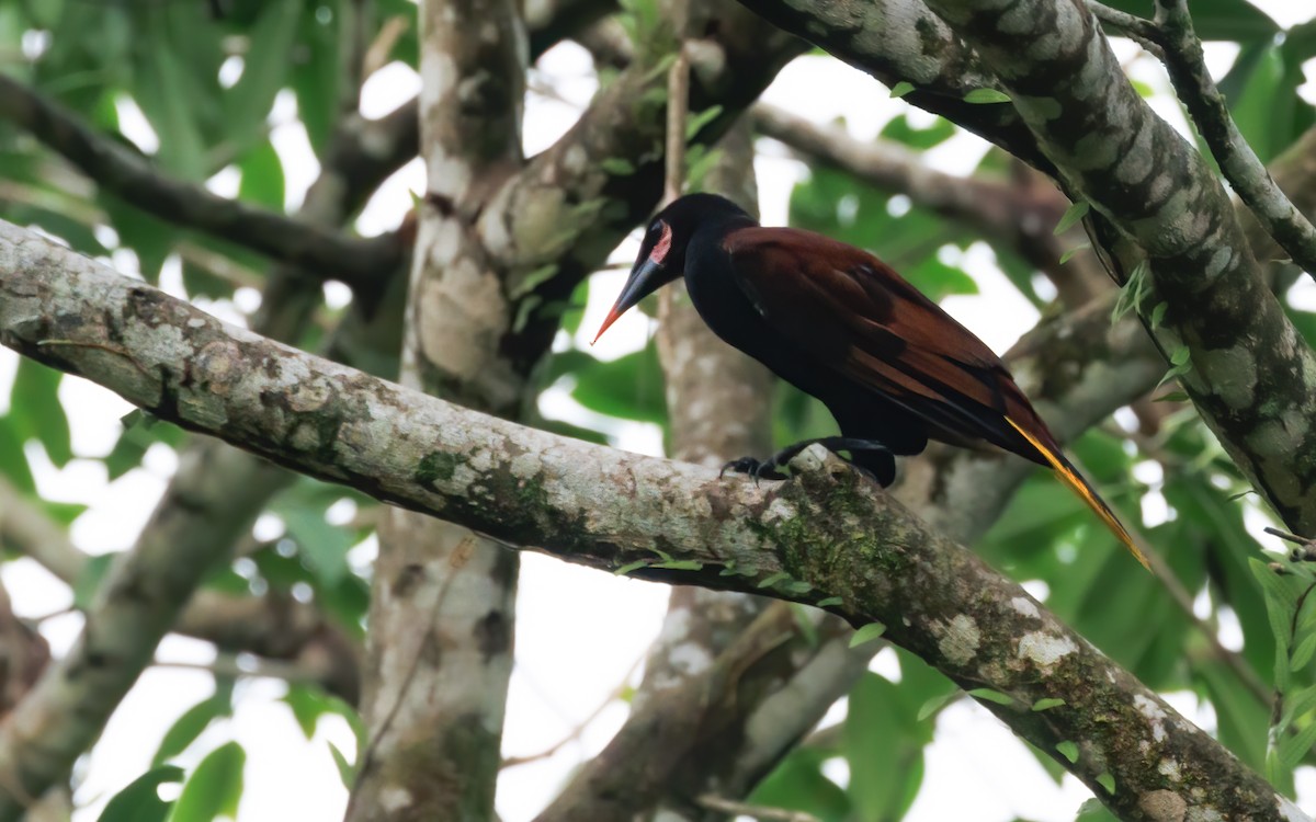 chocooropendola - ML620569019