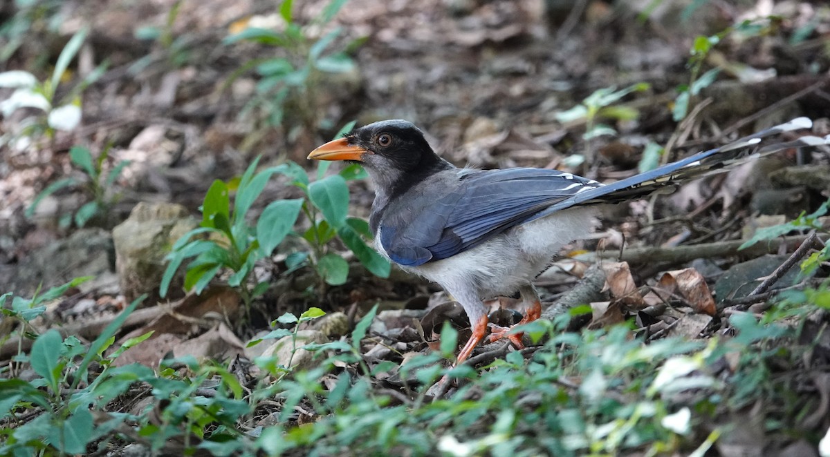 Red-billed Blue-Magpie - Lucas Koh